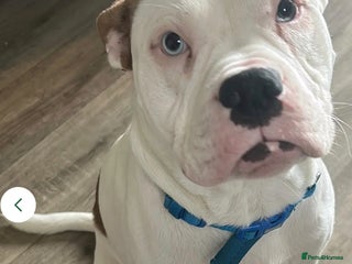 Mixed Breed dogs American staff - Advert 8