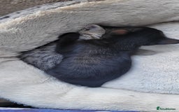Bengal cats for sale: Black Bengal Kittens - Image 12