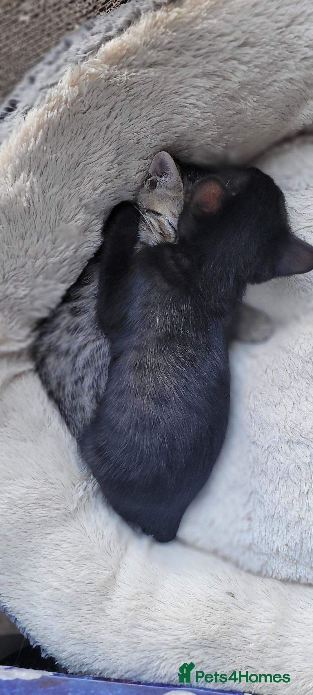 Bengal cats for sale: Black Bengal Kittens - Image 12