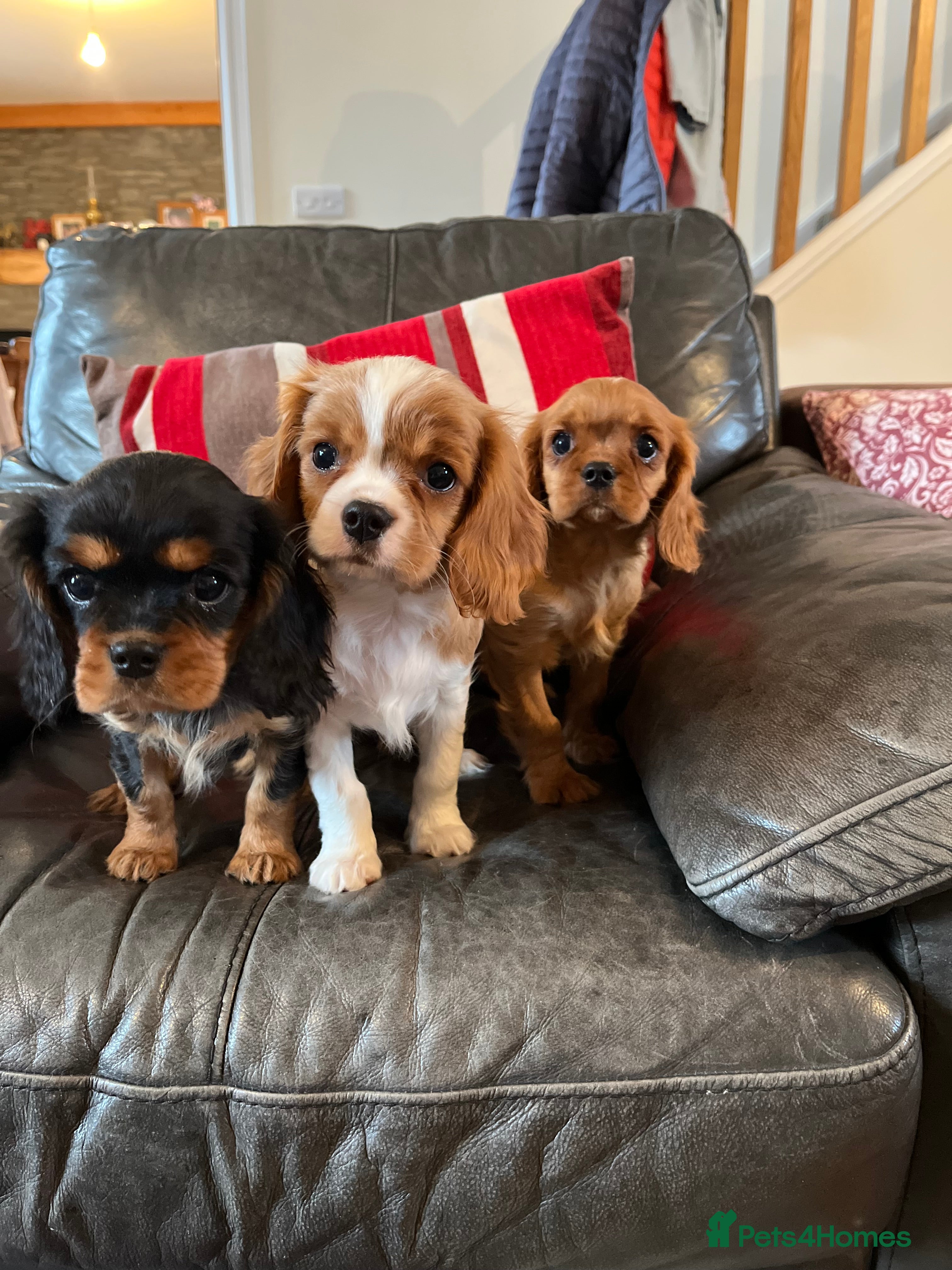 Cavalier King Charles Spaniel dogs Health tested KC REG cavalier King Charles  - Advert 10