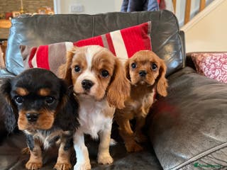 Cavalier King Charles Spaniel dogs Health tested KC REG cavalier King Charles - Advert 10
