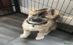Akita dogs for sale: Ready Now! American Akita Puppies in Liverpool - Image 1