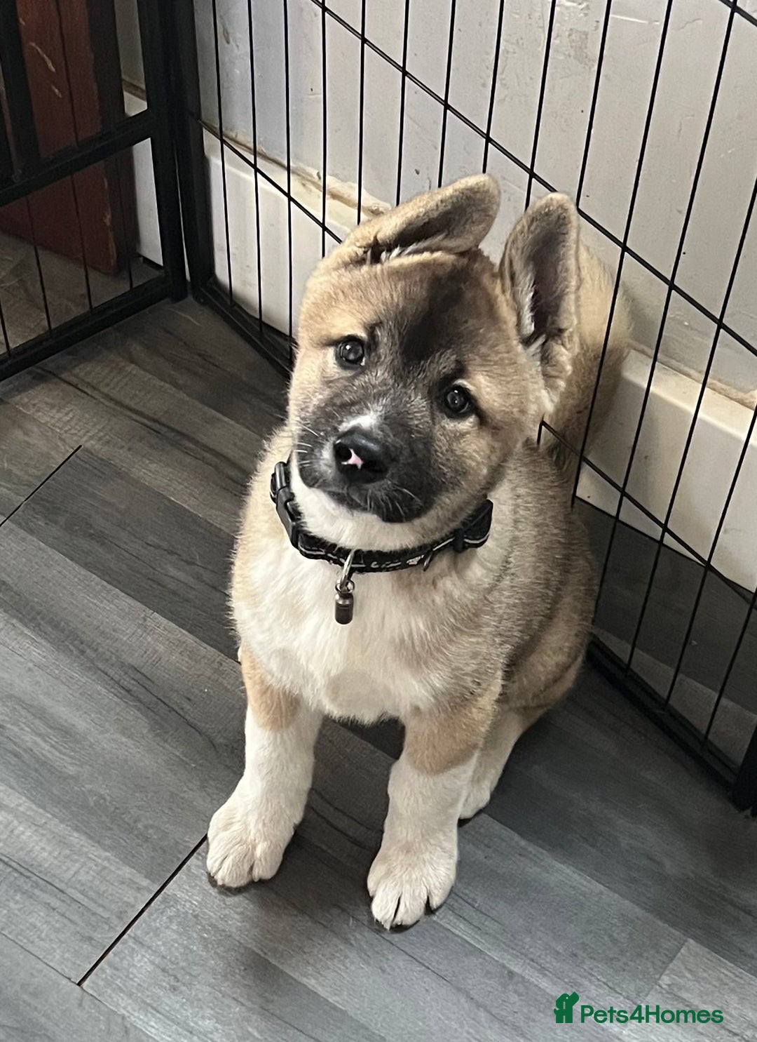 Akita dogs for sale: Ready Now! American Akita Puppies in Liverpool - Image 1