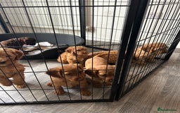 Cockapoo dogs for sale: F2 COCKERPOOS  - Image 8