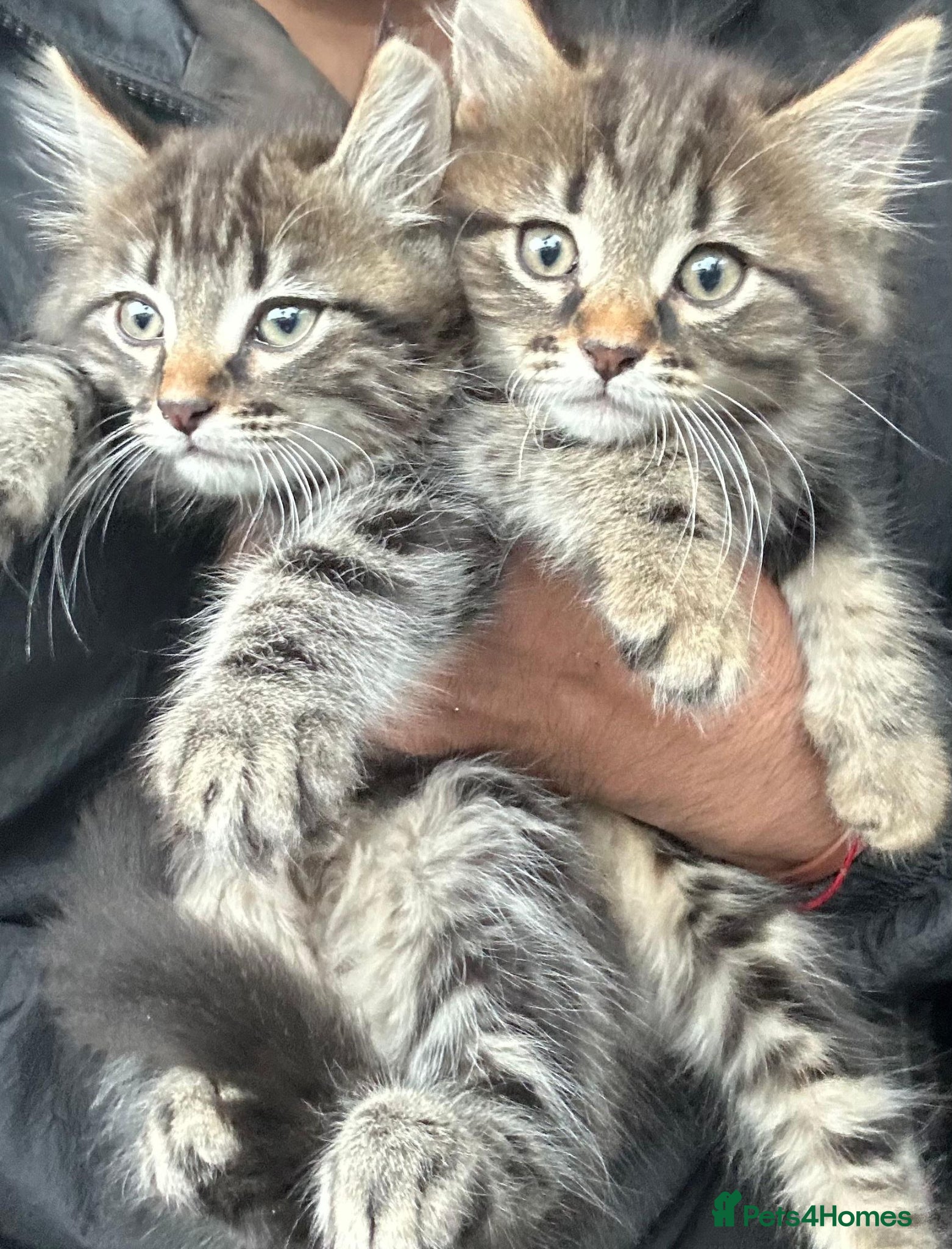 Russian Blue cats Gorgeous Maine coon kittens ready now - Advert 16