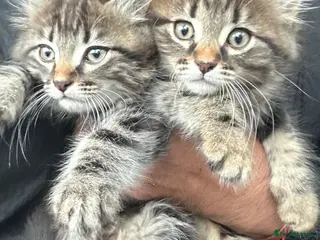 Russian Blue cats Gorgeous Maine coon kittens ready now - Advert 16