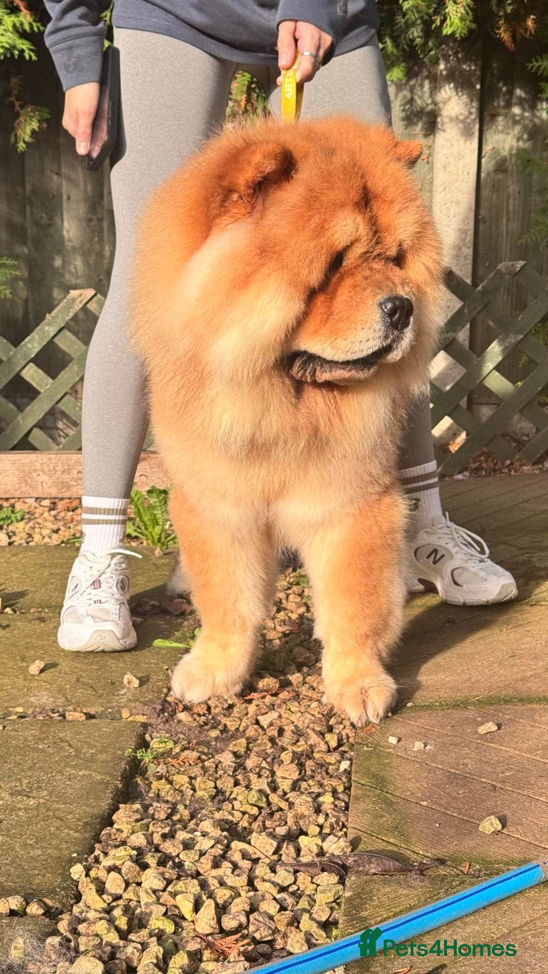 Chow Chow dogs for stud: KC registered Red Chow Chow for Stud  - Advert 4
