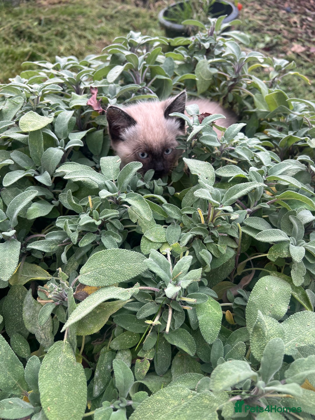 Siamese cats for sale: Siamese X Ragdoll  - Image 2