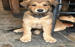 Mixed Breed dogs for sale: Belgian Malinois X Dobermann in Cheltenham - Image 5
