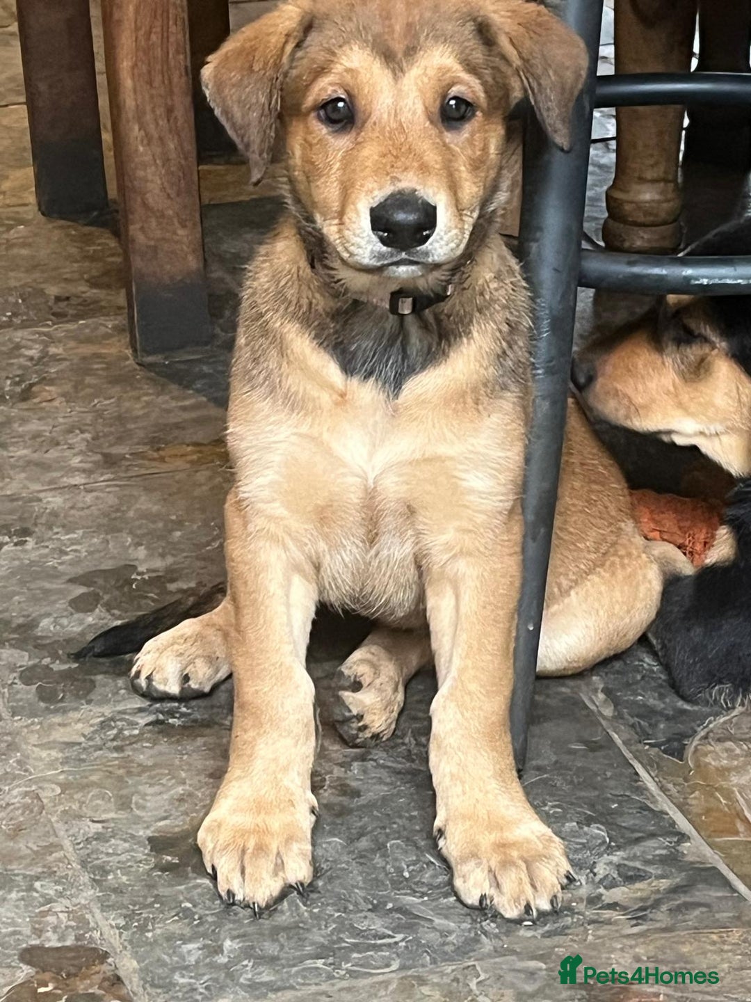 Mixed Breed dogs for sale: Belgian Malinois X Dobermann in Cheltenham - Image 5