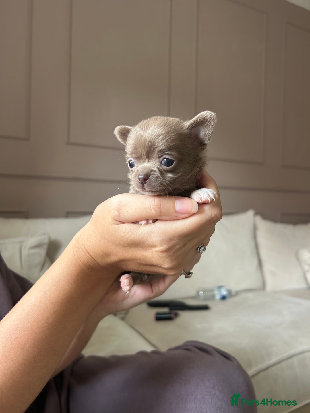 Chihuahua dogs for sale: ❤️stunning chihuahua pups❤️ - Image 7