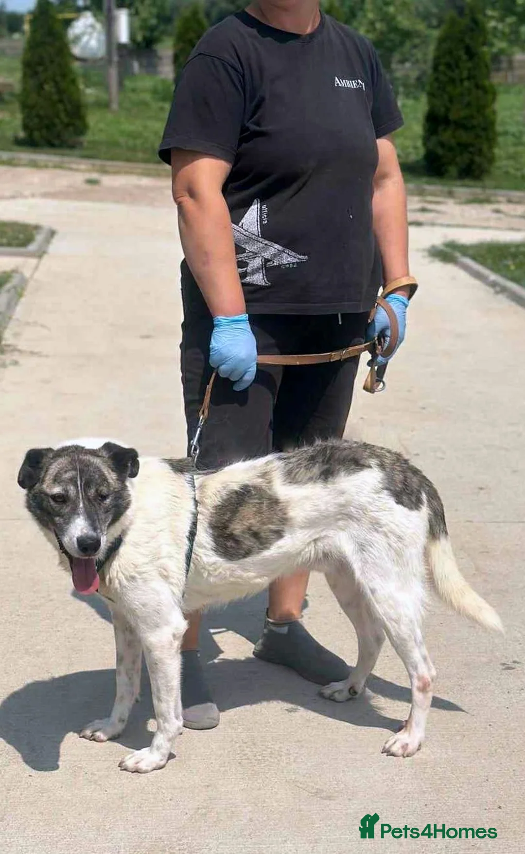 Mixed Breed dogs for adoption: 🌟 Marley 💛 5 years in shelter, still hoping - Advert 5