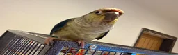 Conures birds for sale: Two Gorgeous, Tame Baby Green Cheek Conures ❤️ in Stockport - Advert 5