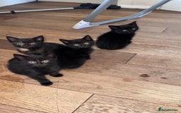 Mixed Breed cats for sale: Adorable Kittens Ready for Their Forever Homes🐾 - Image 11