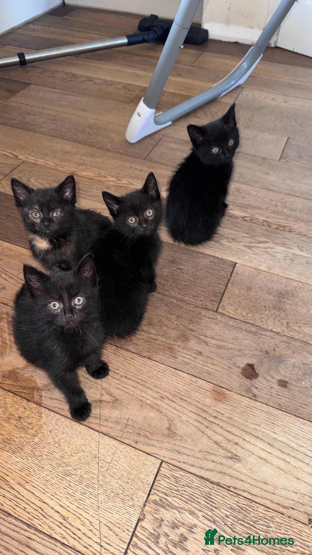 Mixed Breed cats for sale: Adorable Kittens Ready for Their Forever Homes🐾 - Image 11
