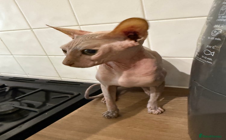 Sphynx cats - Advert 1