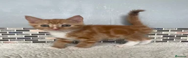 Mixed Breed Kitten 5