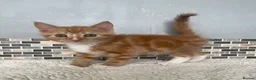 Mixed Breed cats for sale: 8 beautiful kittens - Advert 7