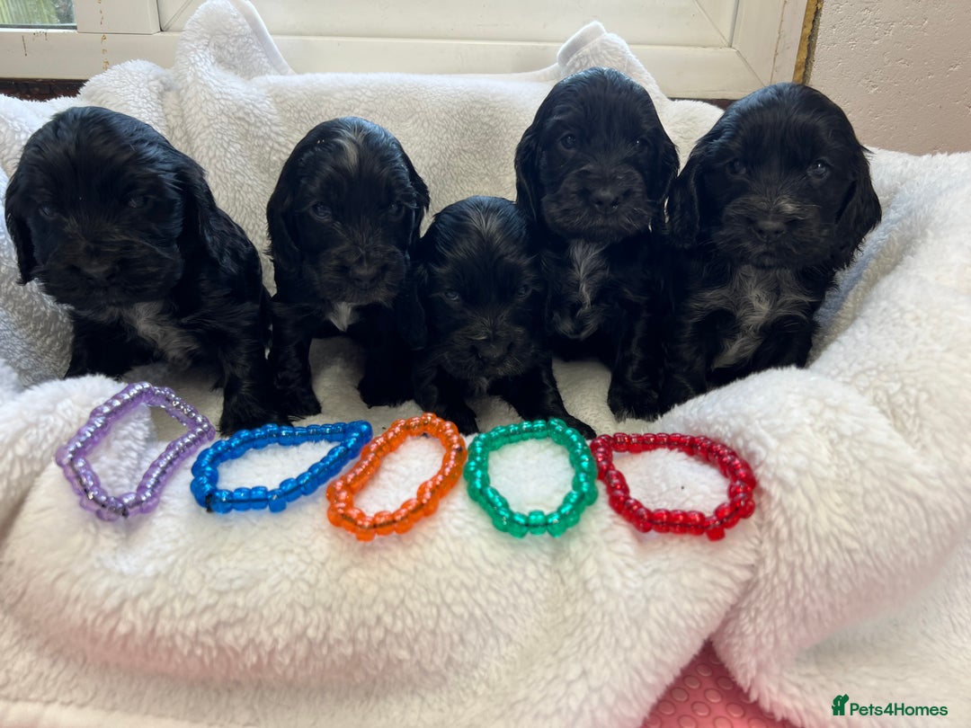 Cocker Spaniel dogs for sale: Kc registered Show cocker spaniel  - Image 18