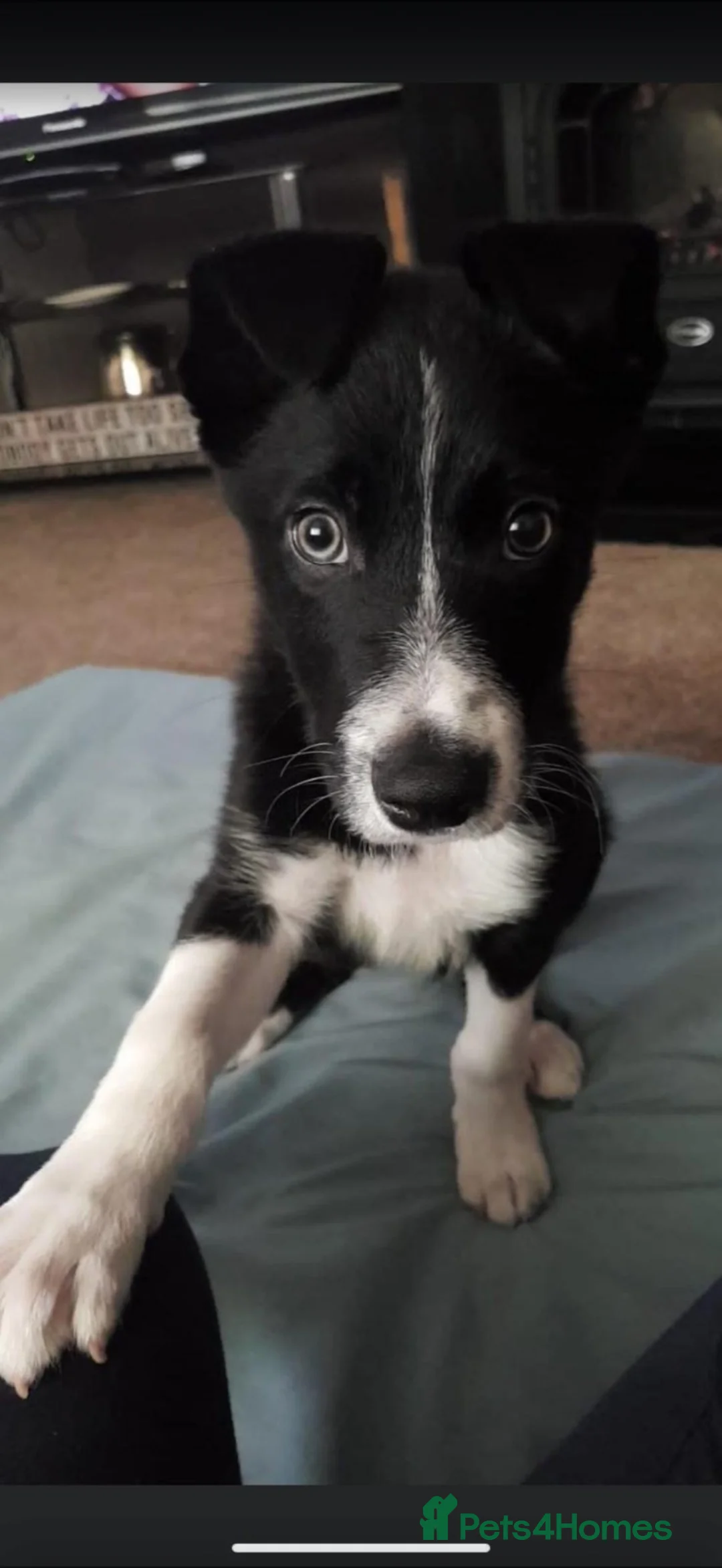 Border Collie dogs for sale: Stripe  in Barnoldswick - Advert 4