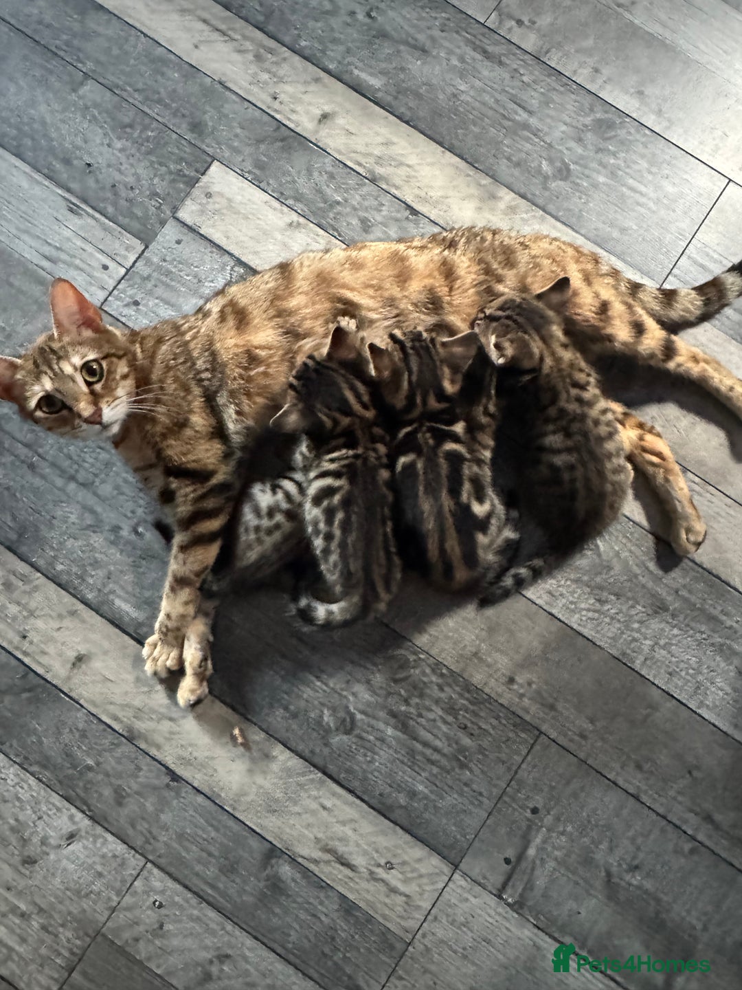 Bengal cats for sale: Bengals cross - Image 19