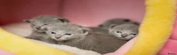 Russian Blue cats for sale: TICA Reg Boutique Russian Blue Kittens  - Advert 29