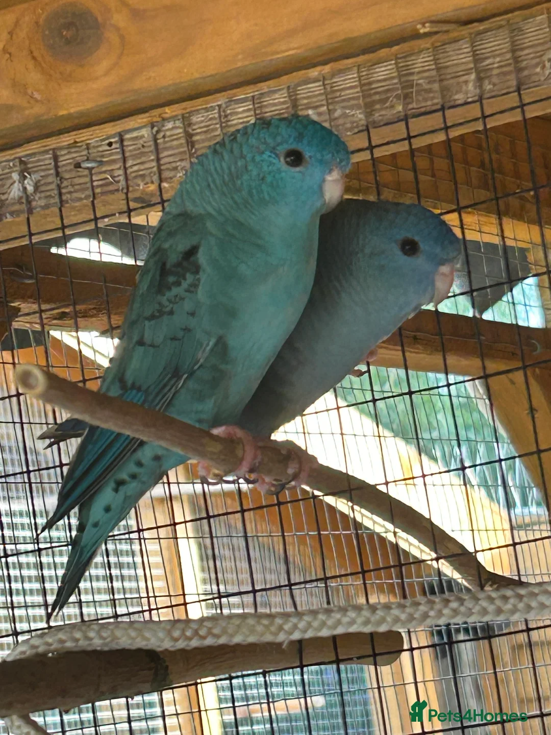 Parakeets birds for sale: Proven pair of Linnies - Advert 1