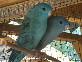 Parakeets birds Proven pair of Linnies - Advert 4