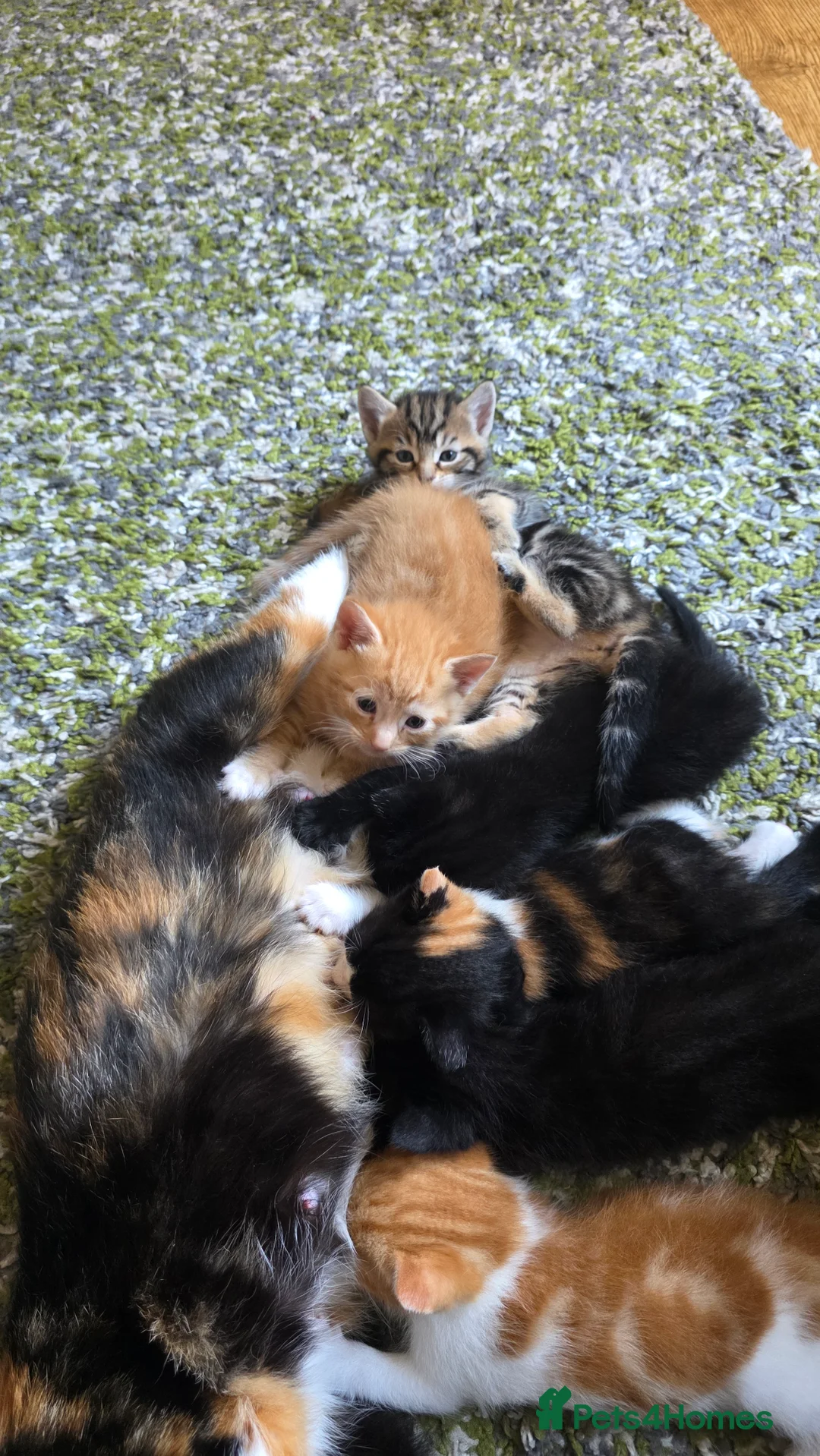 Mixed Breed cats for sale: 3 x Kittens ( 1 x Female 2 x Male) - Advert 2