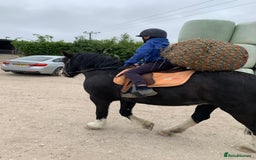 Irish Cob horses for sale: 13hh Super Safe Cob - Image 11