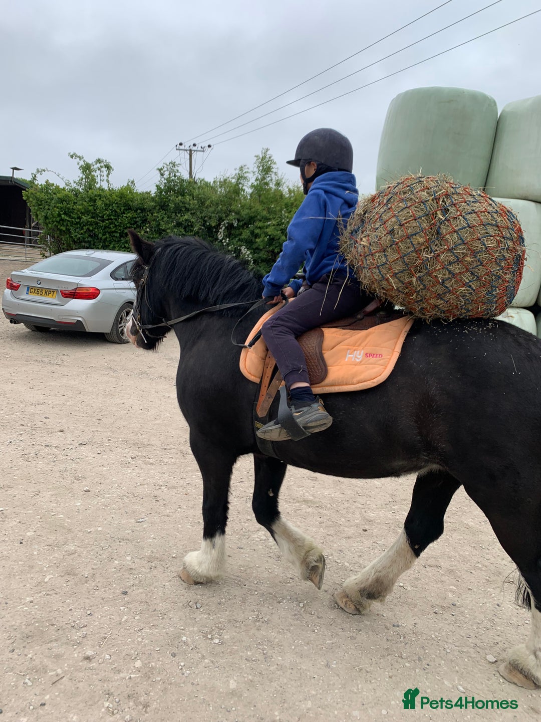 Irish Cob horses for sale: 13hh Super Safe Cob - Image 11