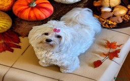 Havanese dogs for sale: Havanese girl  - Image 4