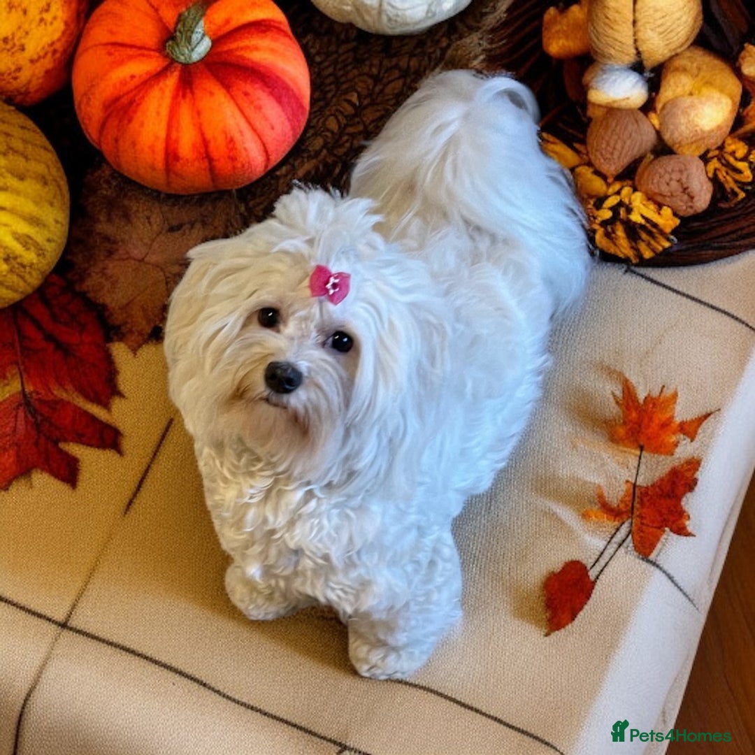 Havanese dogs for sale: Havanese girl  - Image 4
