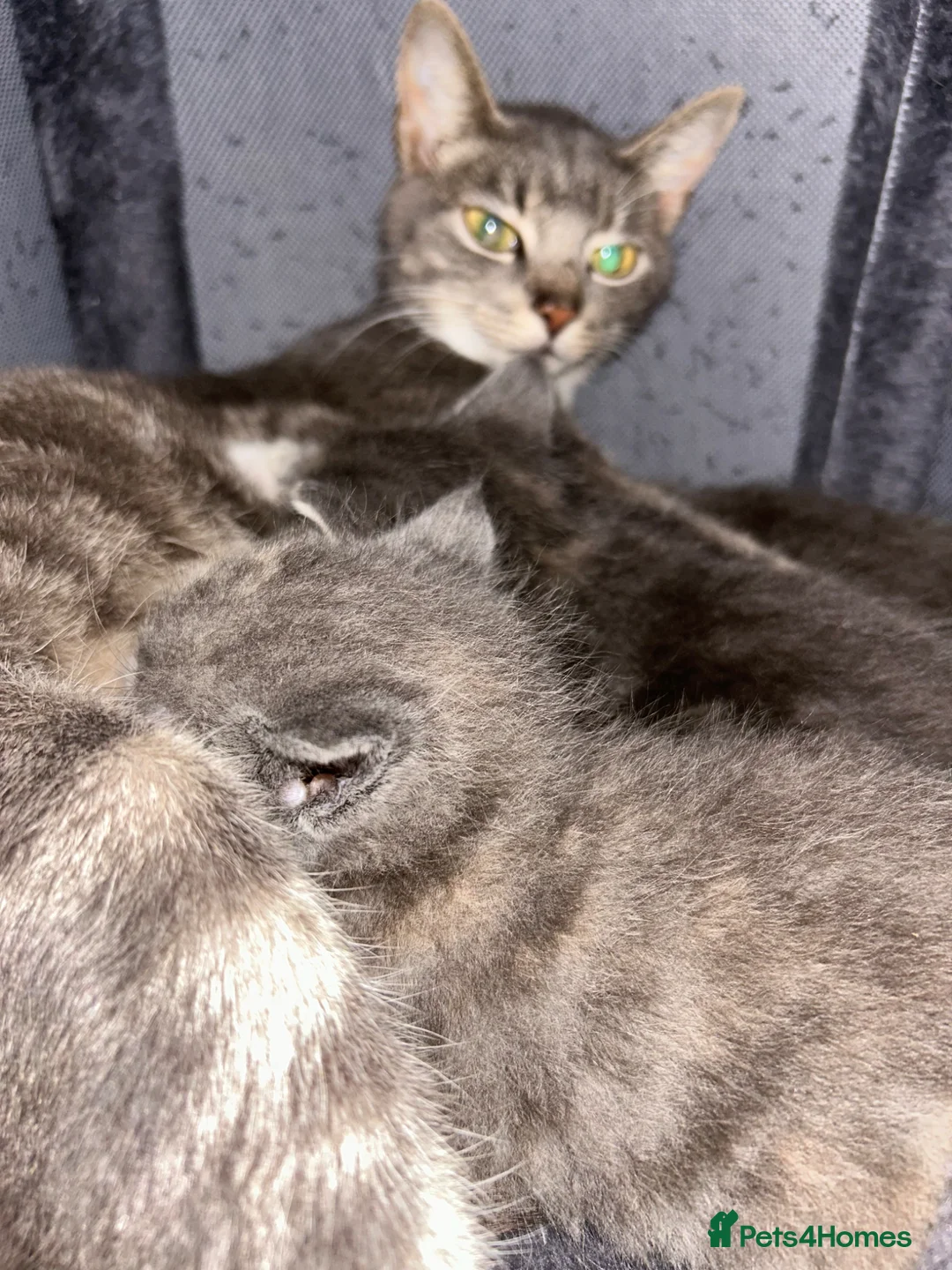 Mixed Breed cats for sale: Beautiful silver tabby’s kittens  in Aldershot - Advert 1