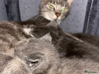 Mixed Breed cats Beautiful silver tabby’s kittens - Advert 4