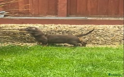 Dachshund dogs for sale:  Only one girl left 💕SOLD  - Image 20