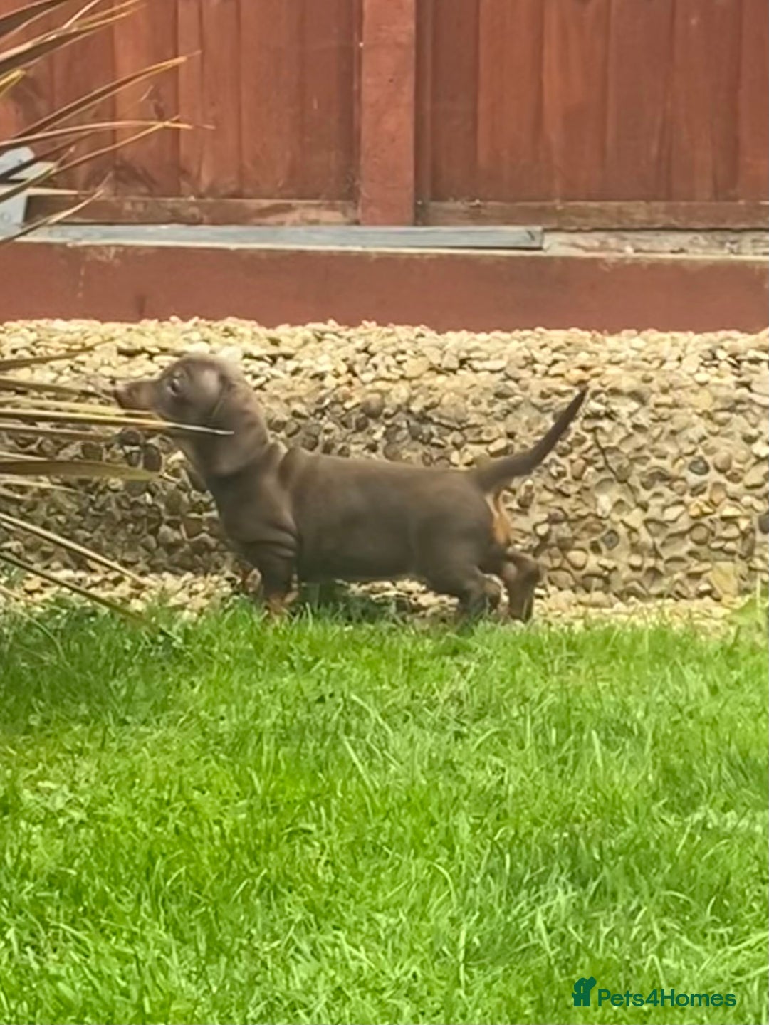Dachshund dogs for sale:  Only one girl left 💕SOLD  - Image 20
