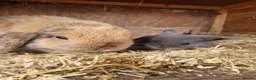 Mini Lop rabbits for sale: Baby Mini Lops - Advert 2