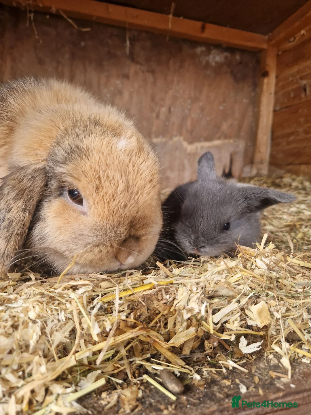 Mini Lop rabbits for sale: Baby Mini Lops - Advert 2