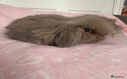 Mini Lion Lop rabbits for sale: Gorgeous fluffy little mini lion lop baby bunny’s  - Advert 6