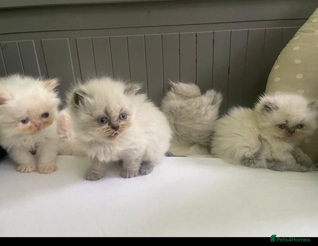 Persian cats for sale: 2 male 4 female  - Image 2