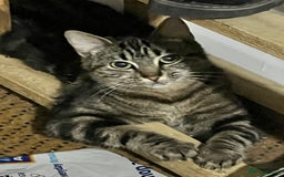 Mixed Breed cats for sale: Kittens - Image 4