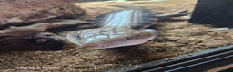 Lizard reptiles for sale: Blue tongue skink - Advert 3