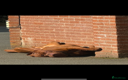 Dogue De Bordeaux dogs for stud: Dogue De Bordeaux for STUD - Image 3