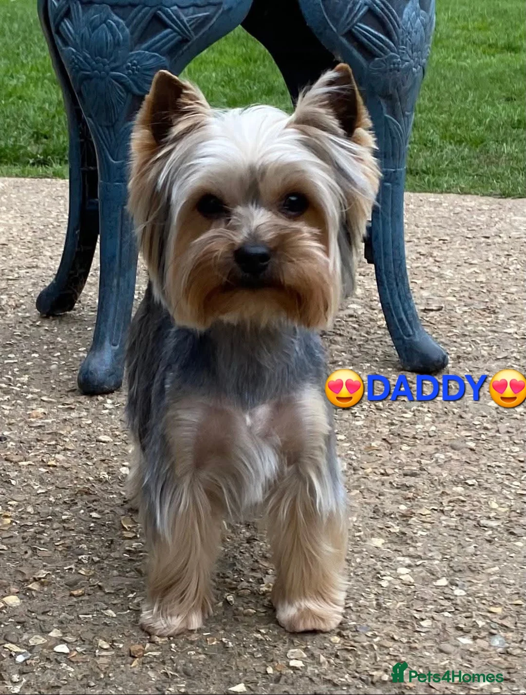 Yorkshire Terrier dogs for sale: Pedigree Yorkshire Terrier Puppies for Sale in King's Lynn - Advert 2