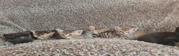 Mixed Breed cats for sale: Kittens for sale  - Advert 37