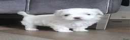 Maltese dogs for sale: Outstanding Pedigree Maltese puppets for sale - Advert 9