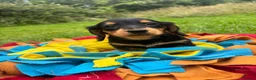 Miniature Dachshund dogs for sale: BEAUTIFUL PRA CLEAR & KC REG MINI DACHSHUNDS - Advert 24