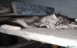 Mixed Breed cats for sale: Beautiful Maine Coon x Ragdoll Kittens Ready  - Advert 6