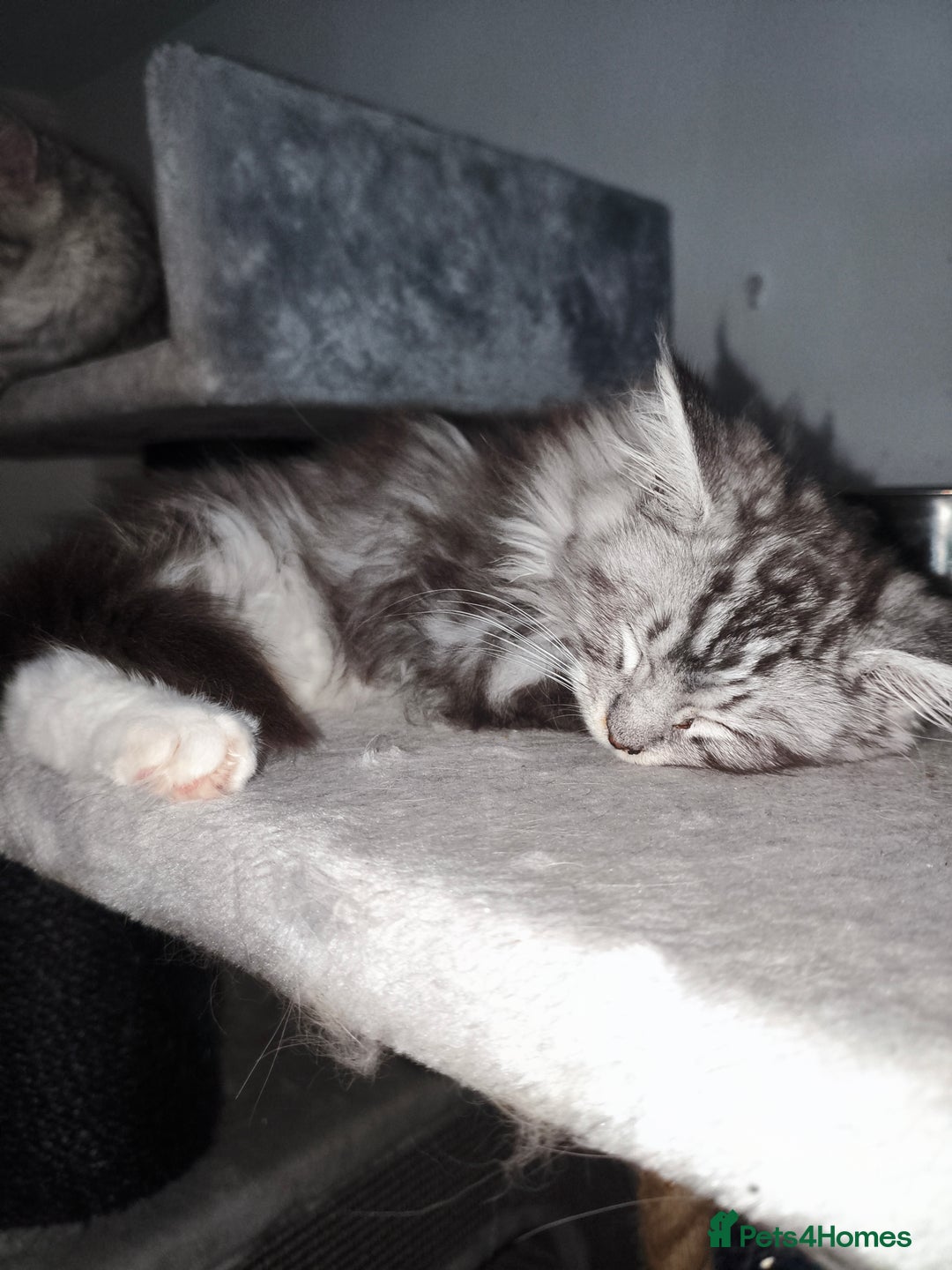 Mixed Breed cats for sale: Beautiful Maine Coon x Ragdoll Kittens Ready  - Advert 6